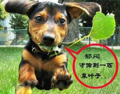 搞笑的qq农场偷菜表情大全_飓风资讯